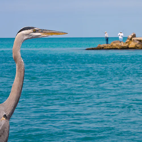 Photo of a bird by the ocean