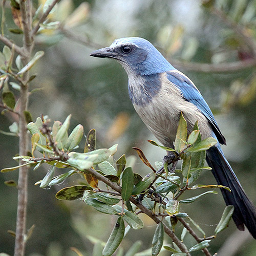 Photo of a blue bird sitting on a branch