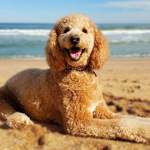 florida poodle image