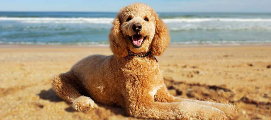 floridapoodlerescue ecommerce