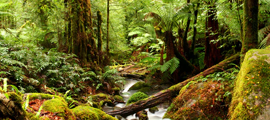 naturesrite ecommerce