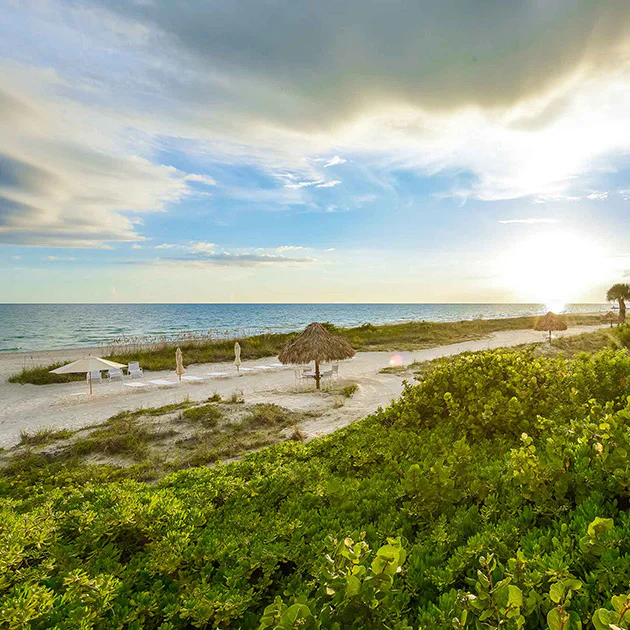 Plants near beach area with umbrellas